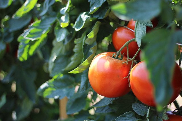 tomato veg garden pyo