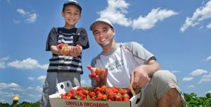 strawberries pyo fruit