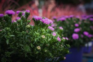 flower plant garden