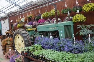 hanging baskets annuals