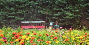 hayrides flowers