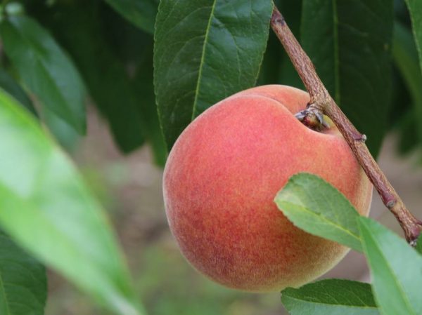 beauty of a peach pyo