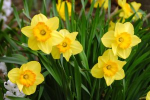 easter, daffodils