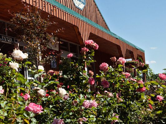 flower plant garden