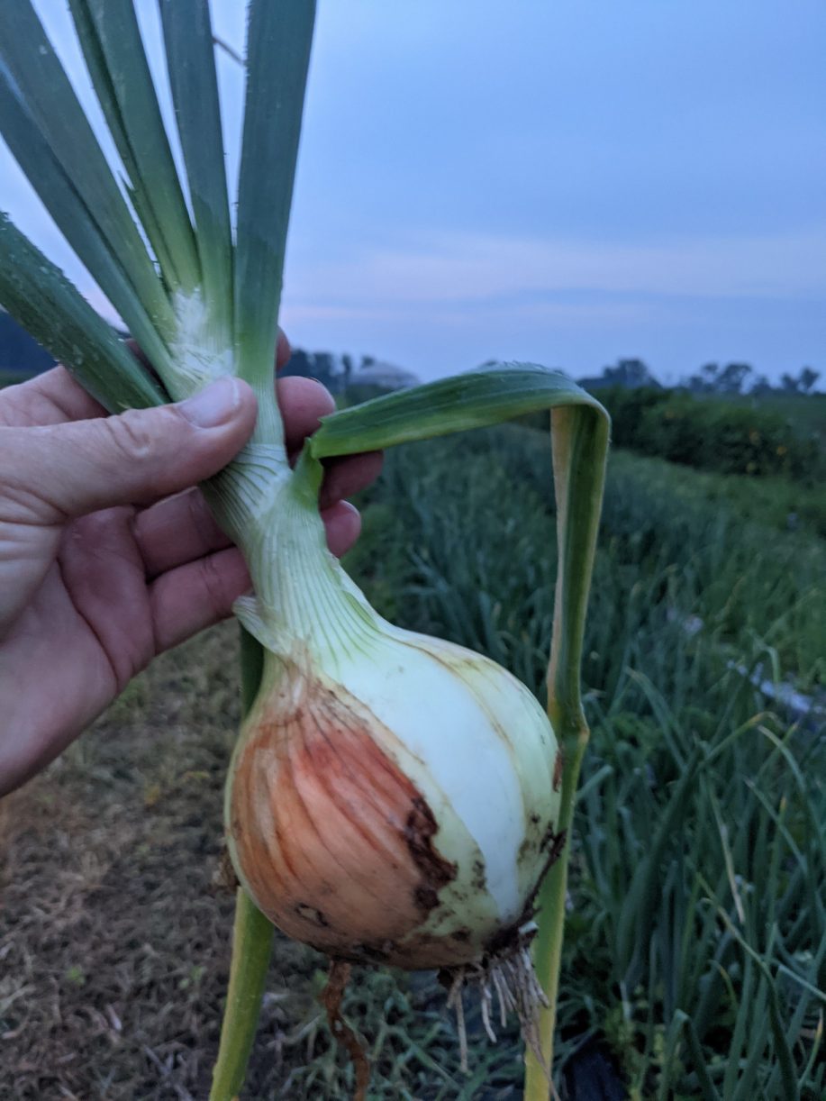 onion pyo veg