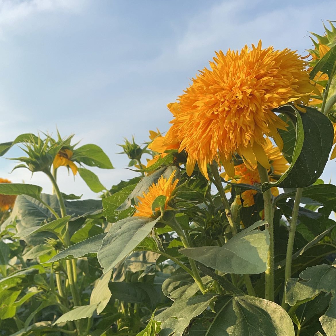 Long Line Sports Bra / Sunflower Yellow – The Farmers Market Global